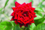 Scarlet Midinette Rose 5LT