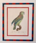 Parrot Picture Red & Navy Frame 3X50X40CM