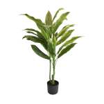 Cordyline Plant