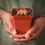 Sundew Drosera Trinervia - Dormant Plant. 7.5CM Plastic Container.