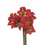 Amaryllis Sonatini – “bright Spark” Bulbs