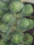 Brussel Sprouts Long Island Seed - 100 G Raw Seed