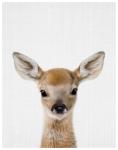 Baby Deer - Wall Art Print - A1