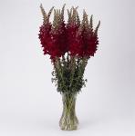 Antirrhinum Snapdragon Potomac Red - 5000 Raw Seed