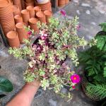 Portulaca - Rainbow - 14CM Nursery Pot