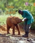 Elephant Sanctuary - Level 12 Arabic English Paperback