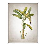 Vintage Banana Leaf Art Print - A4 297X210 Mm