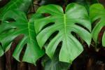 Monstera Deliciosa 128 Plug Tray