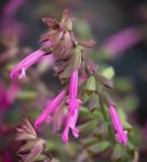 Salvia ‘salmia Pink’ 17CM Pot