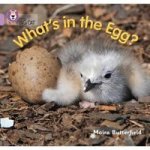 What's In The Egg?: Band 00 lilac: Lilac band 00