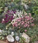 Gomphrena Las Vegas Mix Seed - 25 Raw Seed