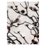 Swartberg Protea 3 Art Print - A1