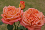 Rose Mchardy 5LT