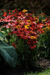 Echinacea Cheyenne Spirit Seed - 100 Raw Seed