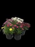 Argyranthemum Assorted 14CM Pot