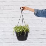 Spider Plant - Bonnie - 25CM Hanging Basket