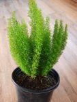 Asparagus Densiflorus Meyersii 17CM
