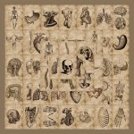 56PCS SET Anatomical Body Skeleton Sticker Laptop Journal Water Cup Mobile Phone Case Decoration Waterproof Sticker Eid Al-adha