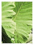 Elephants Ears Art Print - A2