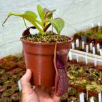 Tropical Pitcher Nepenthes 'robcantleyi X Aristolochioides X Spectabilis ' BE-3966