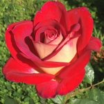 Savage Jooste Centenary Hybrid Tea Rose 5LT