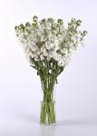 Stocks Katz High Double White - 1000 Raw Seed