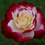 Double Delight Rose 5LT