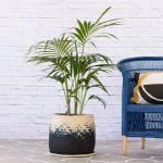 Kentia Palm - In Mimi Palm Leaf Basket