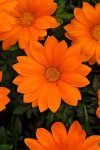 Gazania F1 New Day Bright Orange Seed - 10 Coated Seed