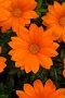 Gazania F1 New Day Bright Orange Seed - 10 Coated Seed
