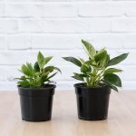 Philodendron - Birkin - 15CM Nursery Pot