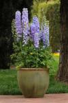 Delphinium Guardian Lavender - 100 Raw Seed