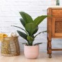 Peace Lily - Sensation - In Millennial Pink Ceramic Planter