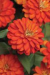 Zinnia Zahara Double Fire Seed - 500 Raw Seed