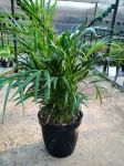 Areca Palm 35CM Pot Bamboo Palm