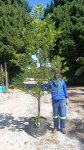 Platanus X Acerifolia 70LT