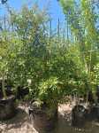 Tarchonanthus Camphoratus 100LT