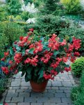 Begonia Dragon Wing Red Seed - 10 Pelleted Seed