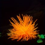 Glowing Green Soft Coral For Fish Aquariums - Silicone Material