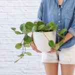 Hoya Obovata - In 21CM White Moon Planter