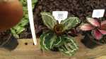 Calathea Medallion - 14CM Nursery Pot