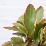 Baby Rubber Plant - Variegated Red Edge - 13CM Nursery Pot