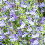 Salvia Chamelaeagnea Blue 15CM Pot