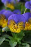 Viola Sorbet Morpho Xp Seed - 25 Raw Seed