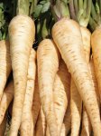 Parsnip White Gem Seed - 10 G Raw Seed