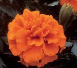 Marigold Bonanza Deep Orange Seed - 500 De-tailed Seed