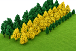 50-PIECE Miniature Poplar & Ginkgo Tree School Project Set