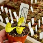 Trumpet Pitcher Sarracenia Purpurea Ssp. Venosa F. Heterophylla.' Special Import. - Small To Medium Plant. 7.5CM Plastic Contain