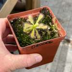 Sundew Drosera Venusta 'alba' - Dormant Plant. 7.5CM Plastic Container.