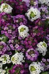 Alyssum Clear Crystal Mixed Seed - 5000 Coated Seed